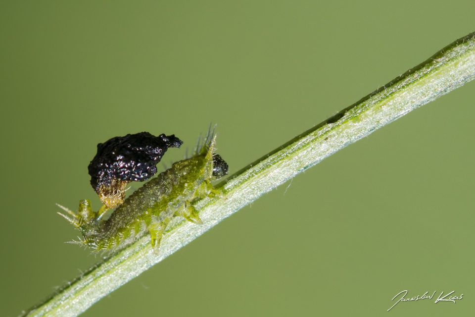 Štítonoš zelený - larva / Cassida cf. viridis - larva / Green Tortoise Beetle, CHKO Pálava, NPR Tabulová