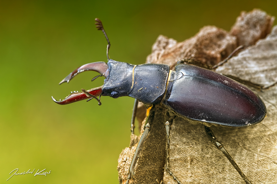 Roháč obecný - samec (Lucanus cervus - male), CHKO Pálava, Klentnice