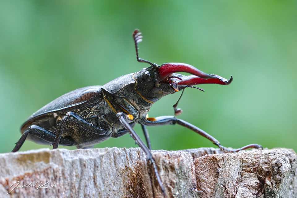 Roháč obecný - samec (Lucanus cervus - male), CHKO Pálava, Klentnice