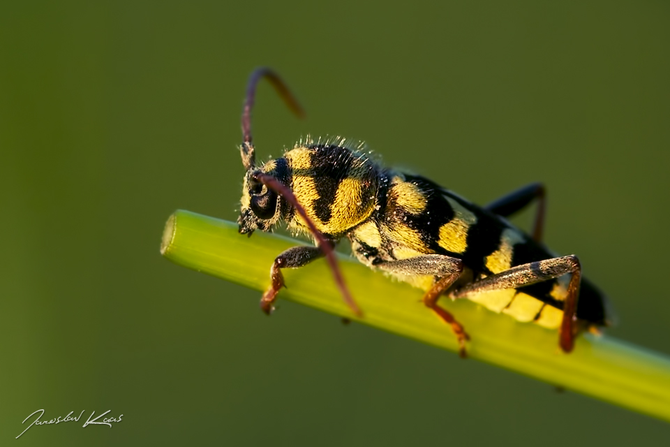 Plagionotus floralis - male, CHKO Pálava, NPR Tabulová