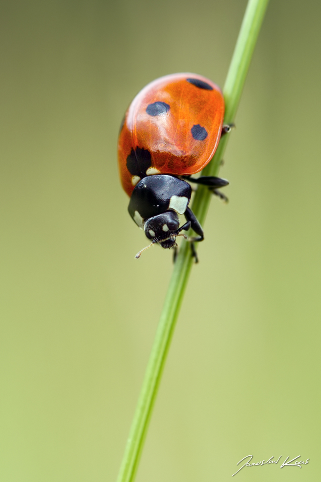 Slunéčko sedmitečné / Coccinella septempunctata / 7-spot Ladybird, CHKO Pálava, Klentnice, kamenný kruh