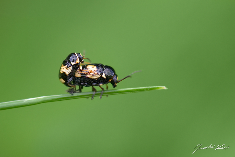 Krytohlav / Cryptocephalus moraei var. bivittatus, CHKO Pálava, Klentnice, kamenný kruh