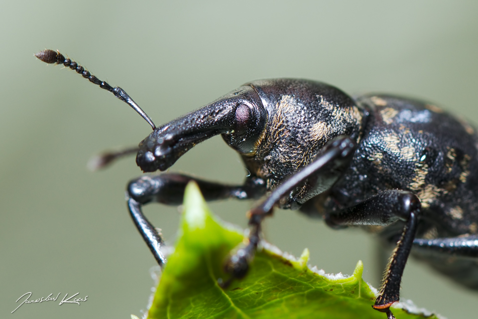 Klikoroh devětsilový (Liparus glabrirostris), Krkonošský národní park