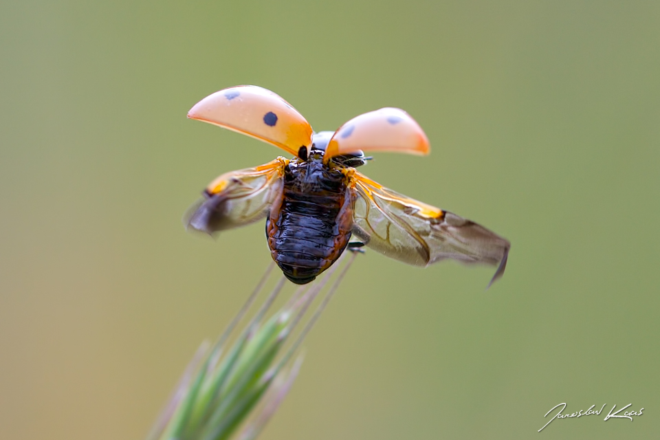 Slunéčko sedmitečné (Coccinella septempunctata), Krkonošský národní park