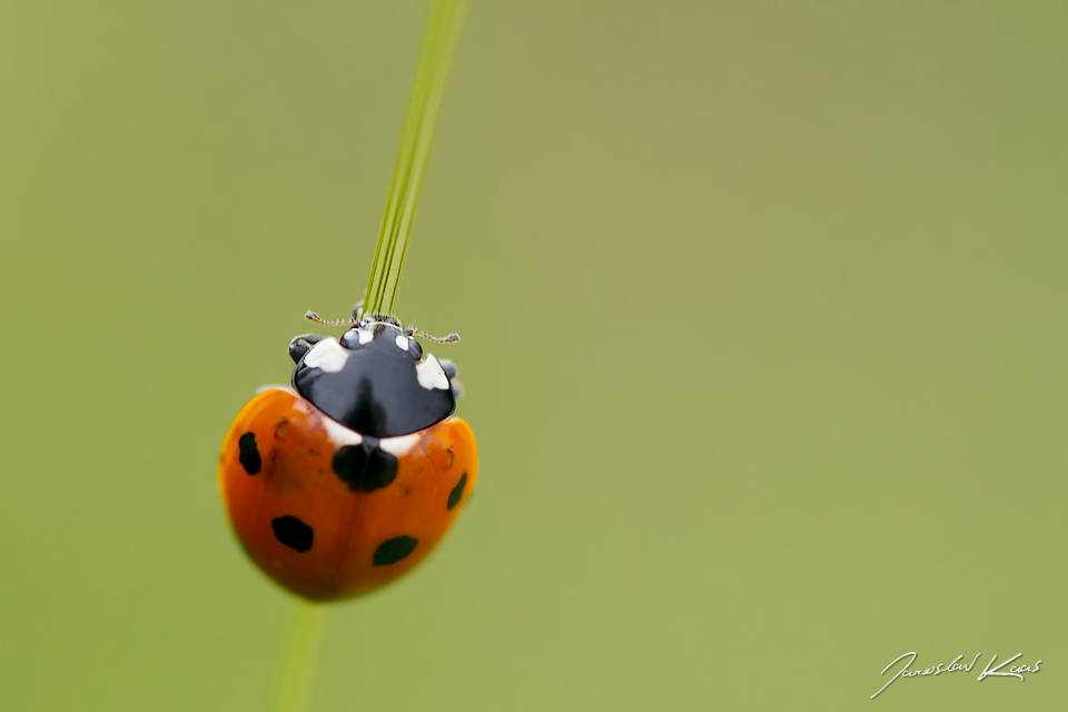 Slunéčko sedmitečné (Coccinella septempunctata), Krkonošský národní park