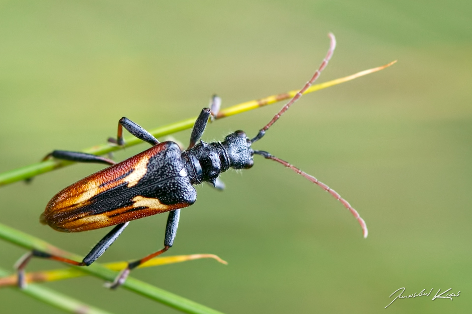 Kousavec dvoupáskovaný (Rhagium bifasciatum), Krkonošský národní park