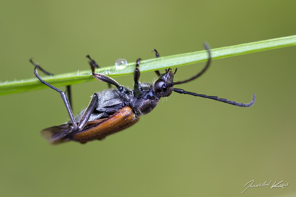 Tesařík - samec (Anastrangalia sanguinolenta - male), Krkonošský národní park