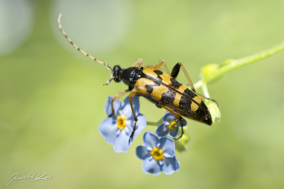 Tesařík ozbrojený / Leptura maculata var. seminotata / Spotted Longhorn, Hradišťany