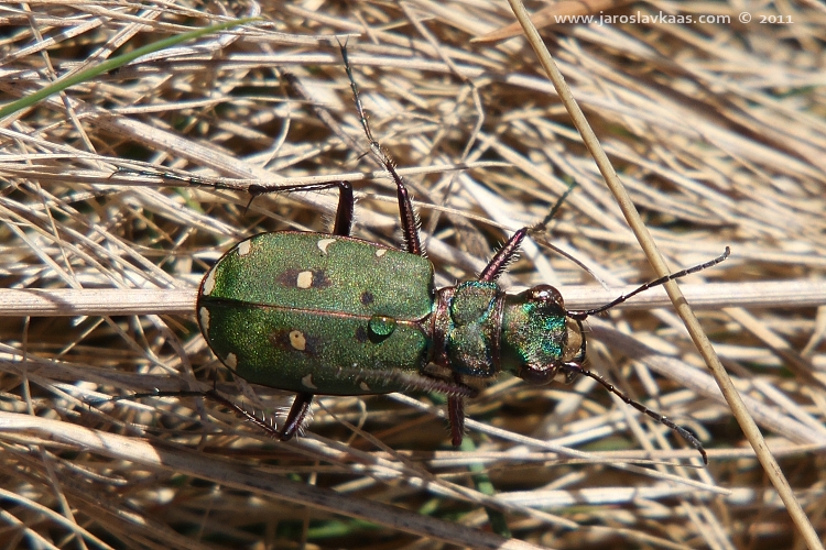 Svižník polní (Cicindela campestris), Hradišťany