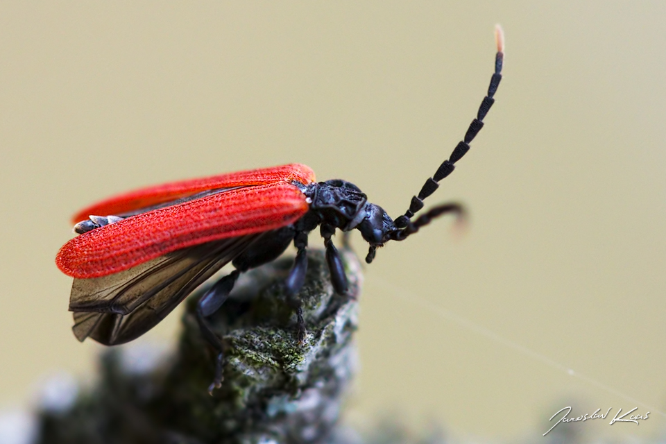 Dlouhoústec (Platycis minutus), Chlumská hora