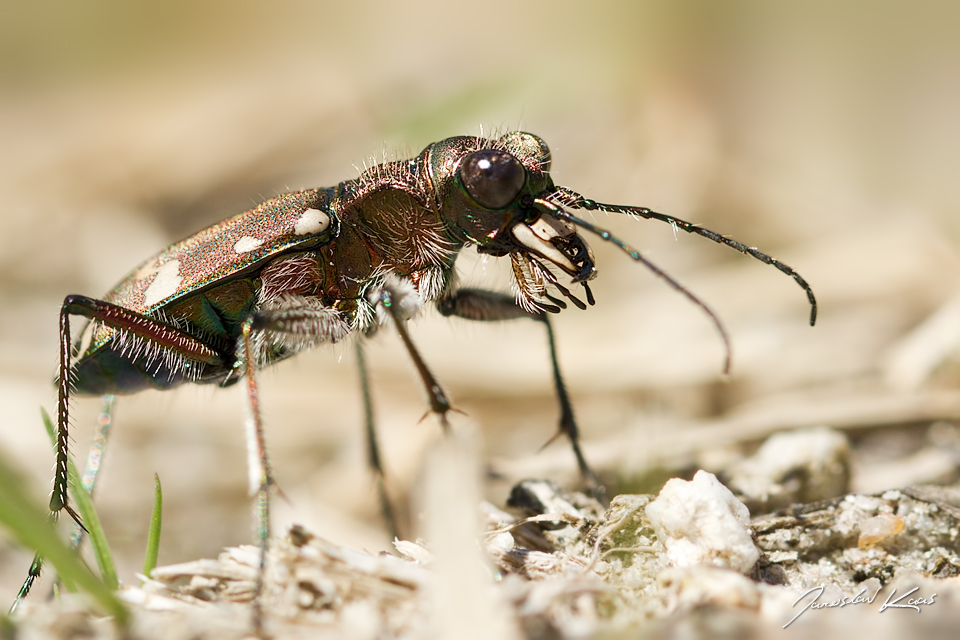 Svižník (Cicindela soluta), Großtaxenwald, Rakousko