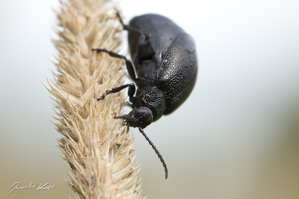 Bázlivec vratičový - samice (Galeruca tanaceti tanaceti - female), Hradišťany