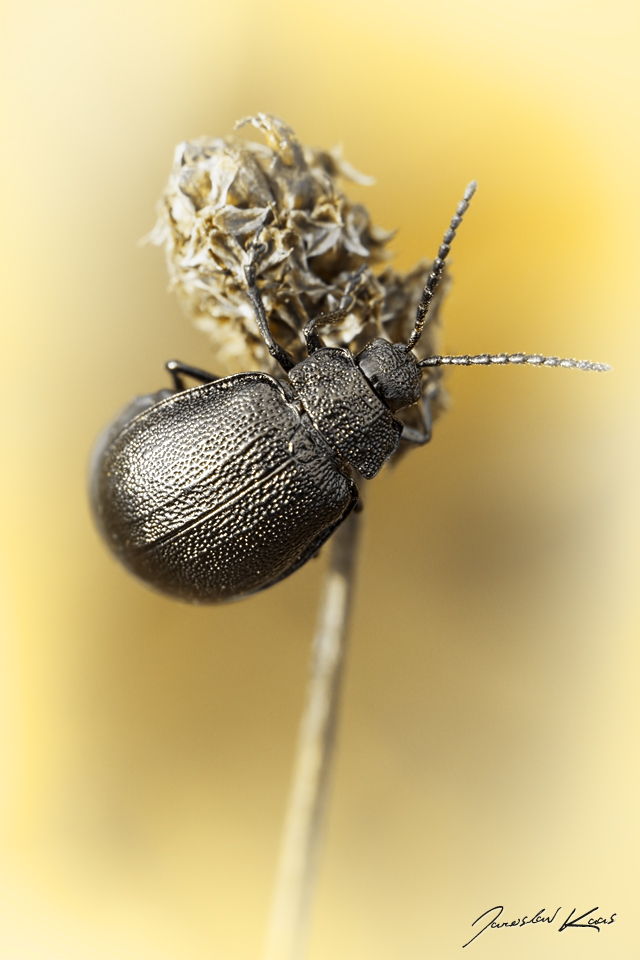 Bázlivec vratičový, samice / Galeruca tanaceti tanaceti, female, Hradišťany