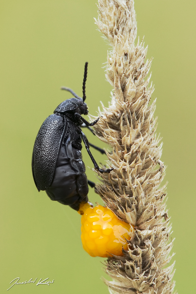 Bázlivec vratičový - samice (Galeruca tanaceti tanaceti - female), Hradišťany