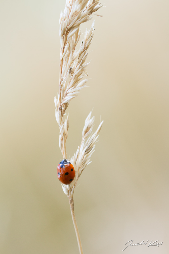 Slunéčko sedmitečné (Coccinella septempunctata), Chlumská hora