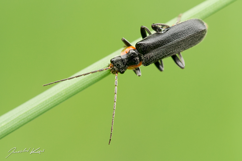 Páteříček tmavý / Cantharis obscura, Národní park Podyjí