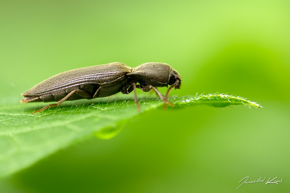 Kovařík pýřitý / Agriotes pilosellus, Národní park Podyjí