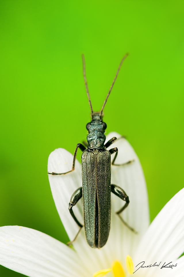 Stehenáč zelenavý, samec / Oedemera virescens, male, Národní park Podyjí