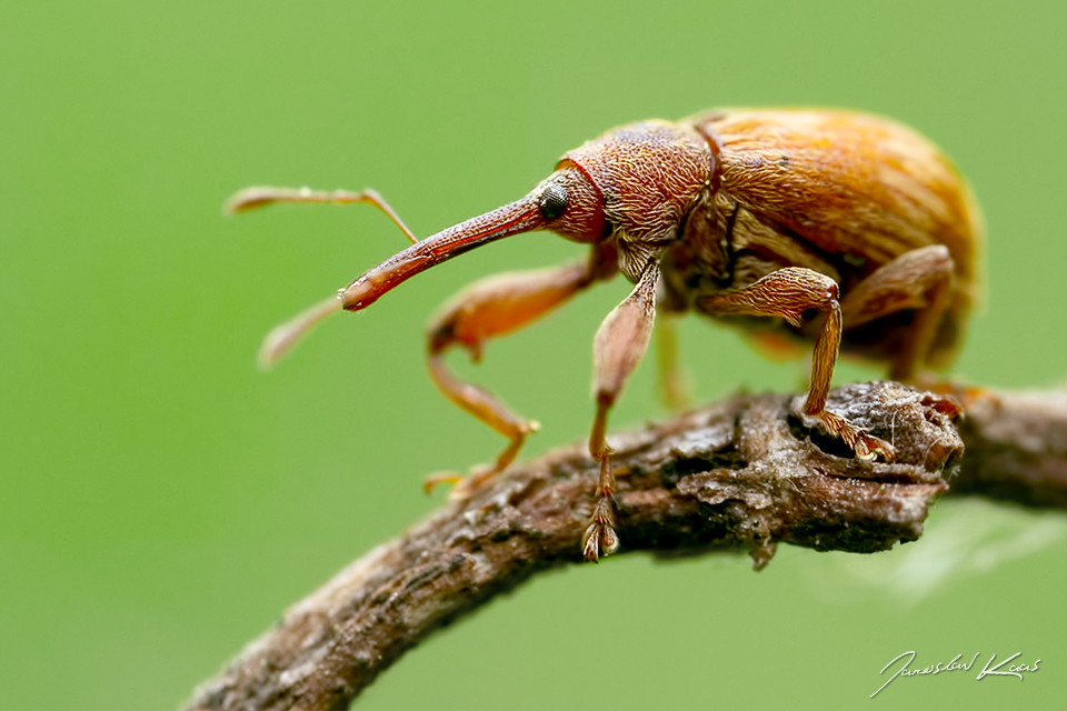 Květopas peckový / Anthonomus rectirostris, Národní park Podyjí