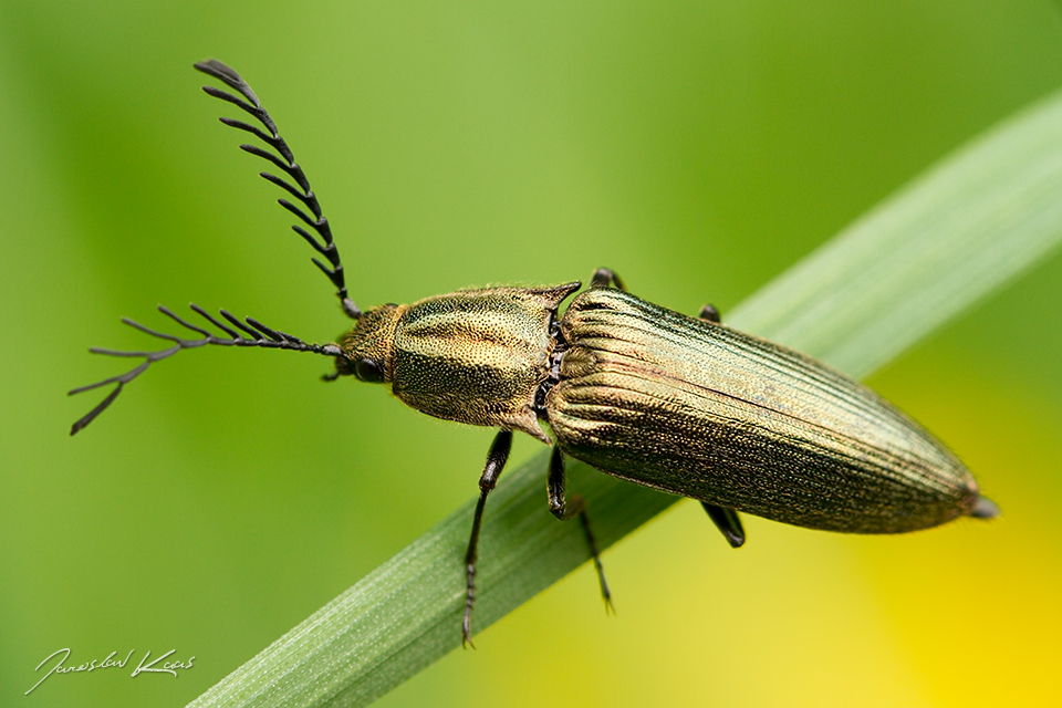 Kovařík zelený, samec / Ctenicera pectinicornis, male, Nationalpark Thayatal, Rakousko