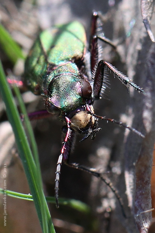 Svižník polní (Cicindela campestris), Hradišťany