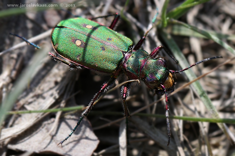 Svižník polní (Cicindela campestris), Hradišťany