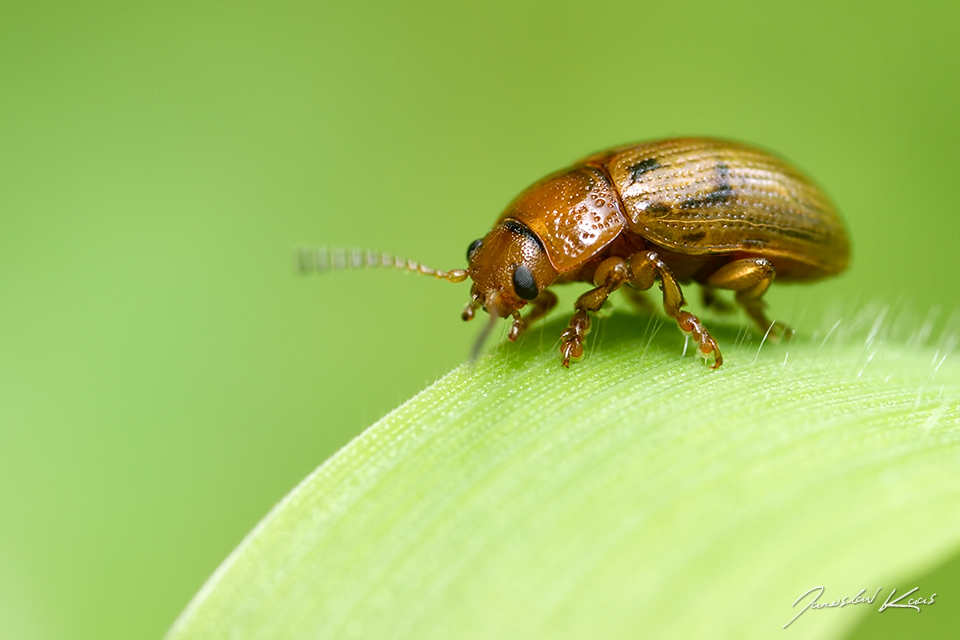 Mandelinka / Gonioctena quinquepunctata, Krušné hory, Přírodní park Bezručovo údolí