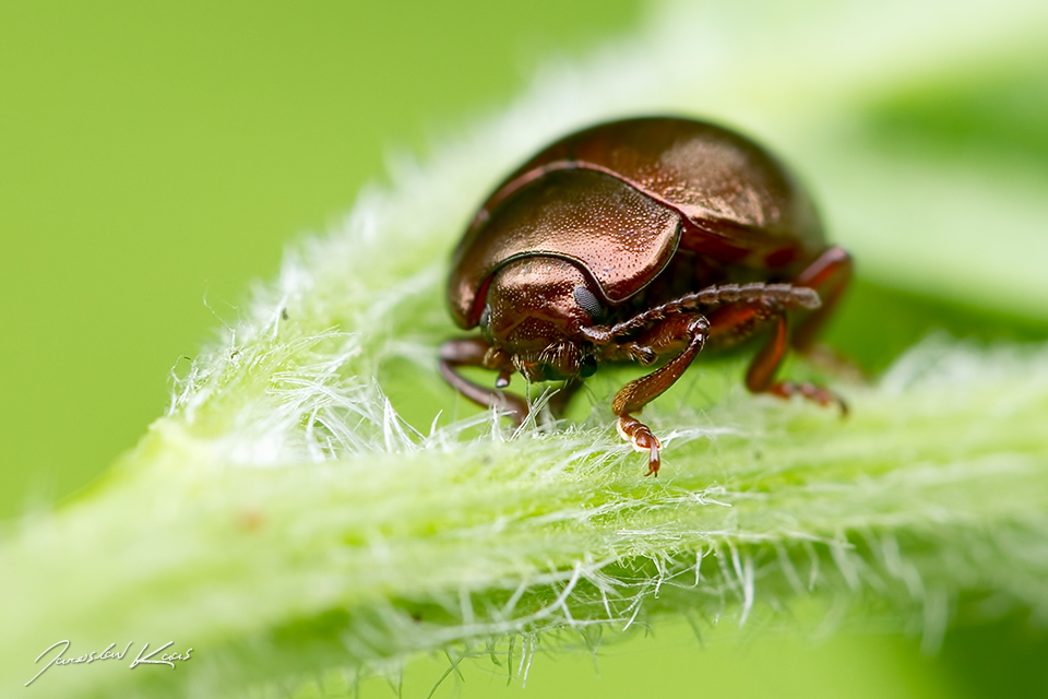 Mandelinka / Chrysolina staphylaea, Krušné hory, Přírodní park Bezručovo údolí