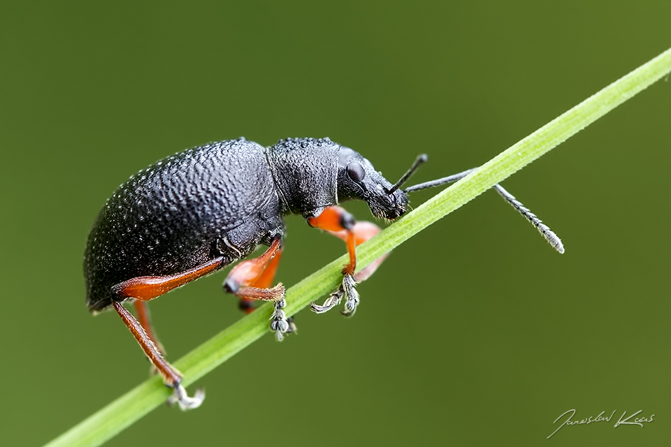 Lalokonosec černý / Otiorhynchus coecus, Krušné hory, Přírodní park Bezručovo údolí