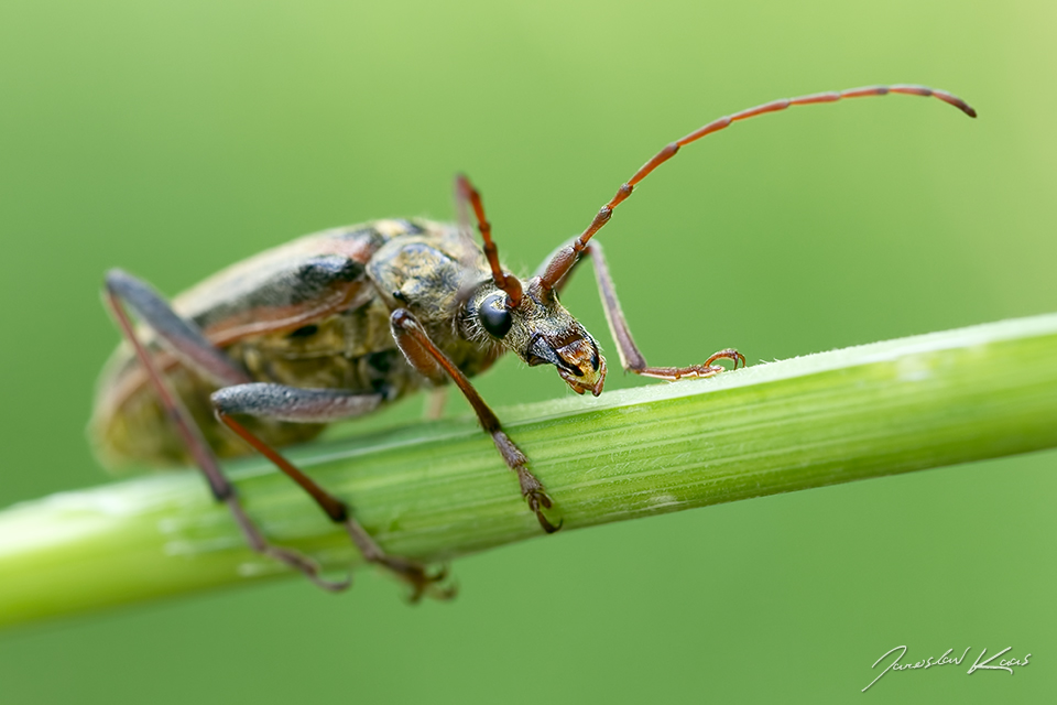 Tesařík pruhovaný, samice / Oxymirus cursor, female, Krušné hory