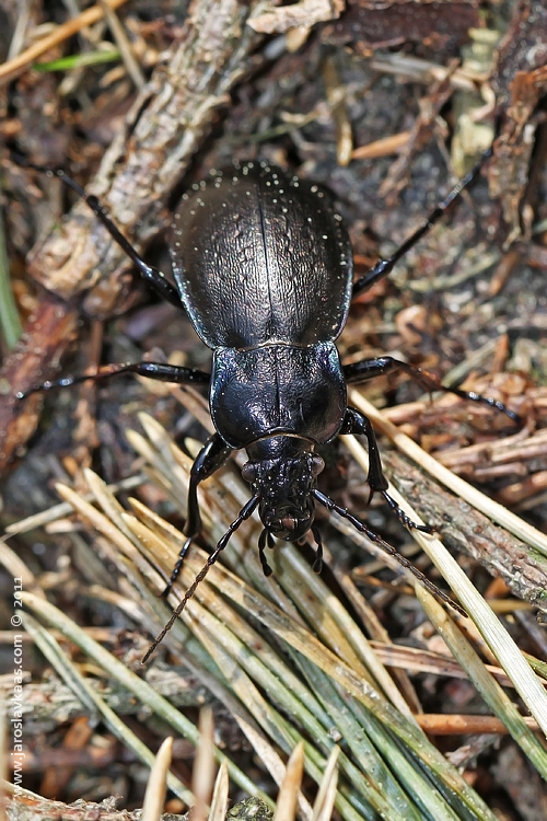 Střevlík hajní (Carabus nemoralis), Hradišťany