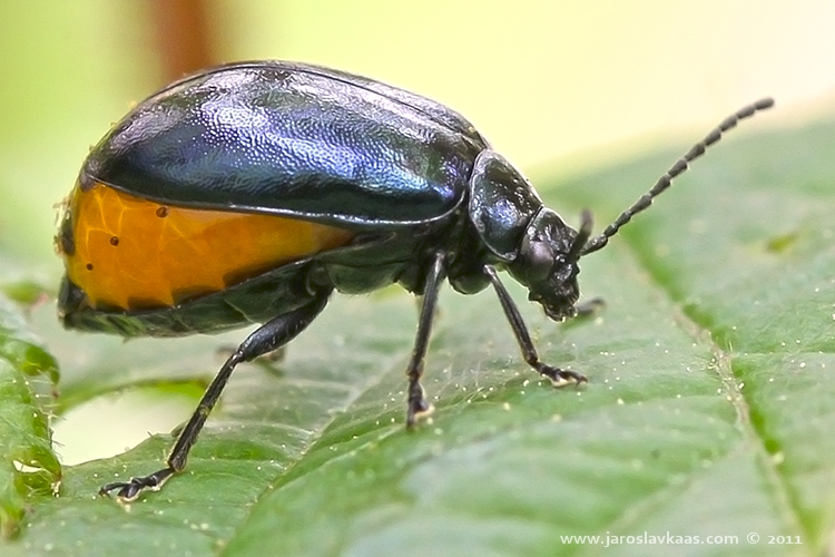 Bázlivec olšový - samice (Agelastica alni - female), Hradišťany