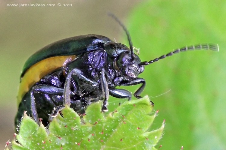 Bázlivec olšový - samice (Agelastica alni - female), Hradišťany