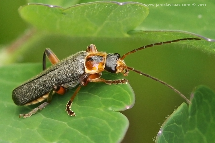 Páteříček černavý (Cantharis nigricans), Hradišťany