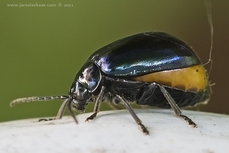 Bázlivec olšový - samice (Agelastica alni - female), Hradišťany