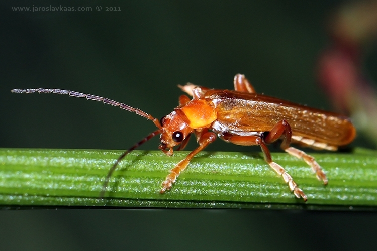 Páteříček červený (Cantharis rufa), Hradišťany