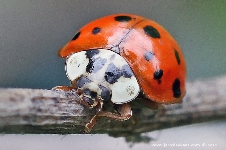 Slunéčko východní - samice (Harmonia axyridis var. succinea - female), Hradišťany