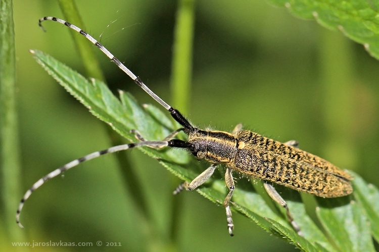 Tesařík úzkoštítý (Agapanthia villosoviridescens), Hradišťany