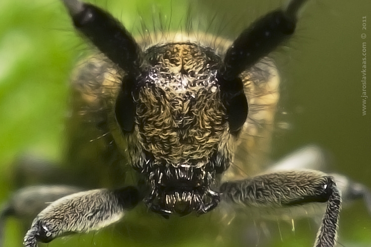 Tesařík úzkoštítý (Agapanthia villosoviridescens), Hradišťany