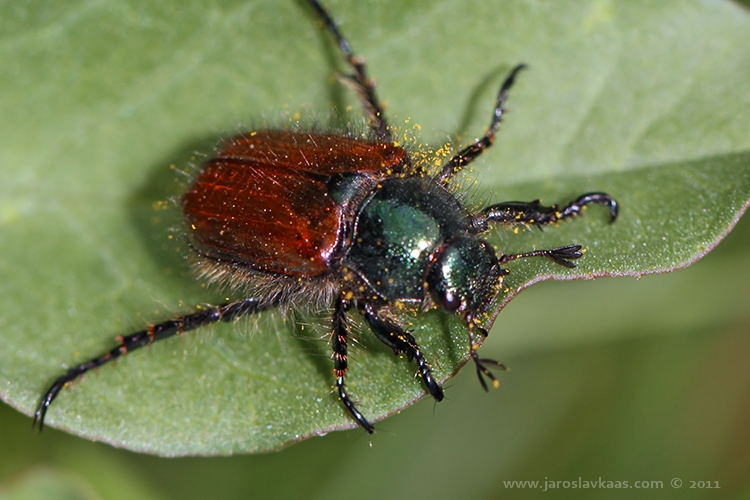 Listokaz zahradní (Phyllopertha horticola), CHKO Moravský kras