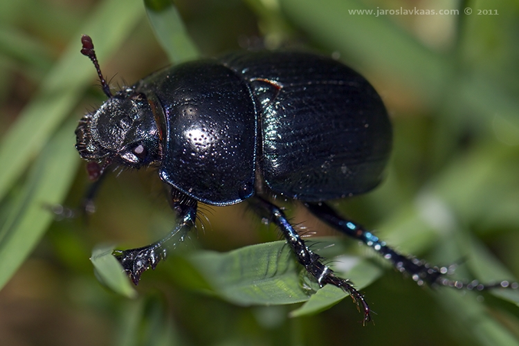 Chrobák lesní (Anoplotrupes stercorosus), Březová nad Svitavou