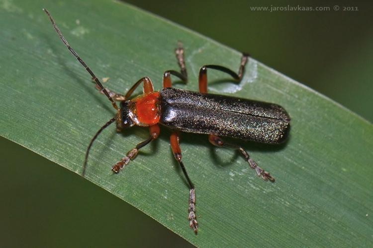 Páteříček (Cantharis pellucida), Hradišťany