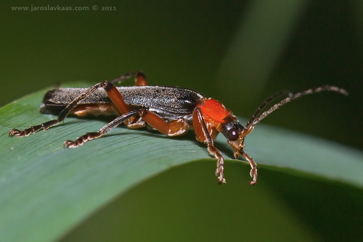 Páteříček (Cantharis pellucida), Hradišťany