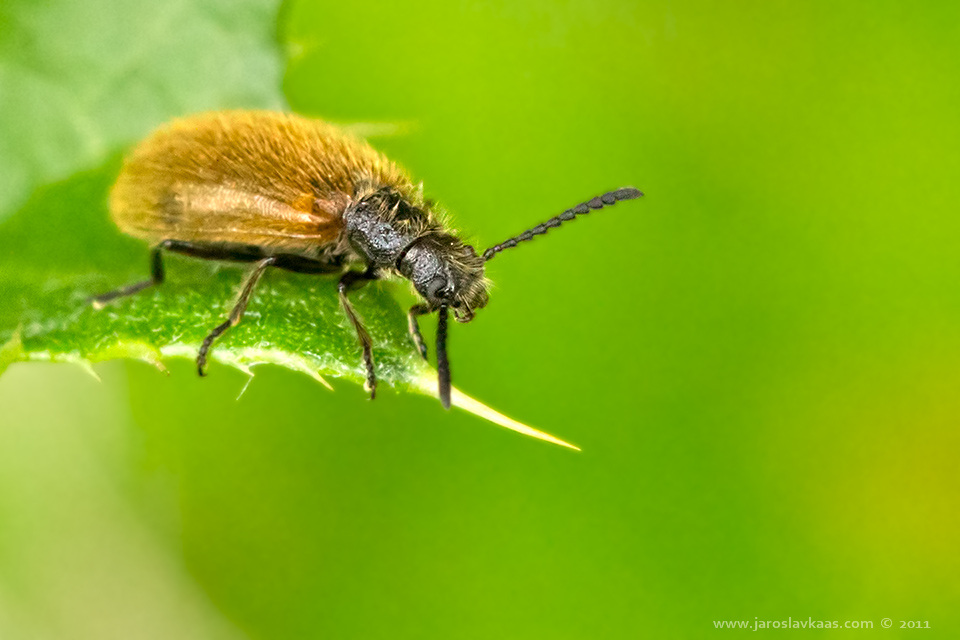 Měkkokrovečník huňatý - samice (Lagria hirta - female), Hradišťany