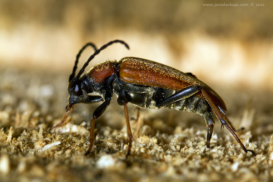 Tesařík obecný - samice (Stictoleptura rubra rubra - female), Hradišťany