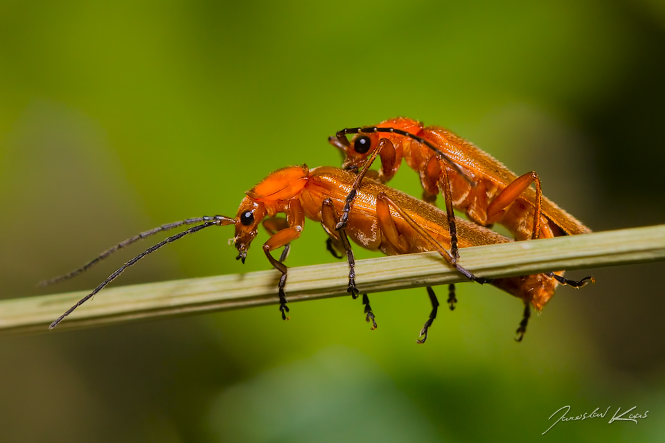 Páteříček žlutý (Rhagonycha fulva), Staňkov