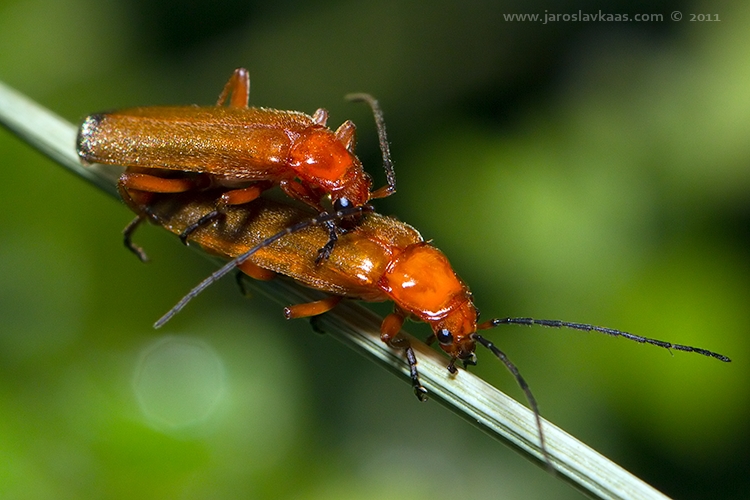 Páteříček žlutý (Rhagonycha fulva), Staňkov