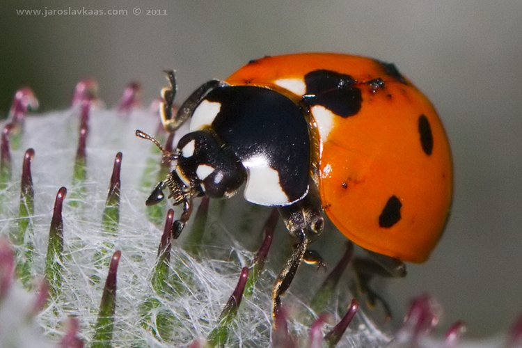 Slunéčko sedmitečné (Coccinella septempunctata), Staňkov - Krchleby