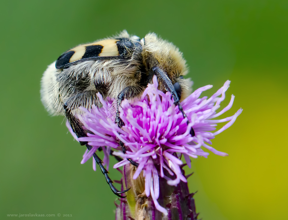 Zdobenec skvrnitý (Trichius fasciatus), Staňkov - Krchleby