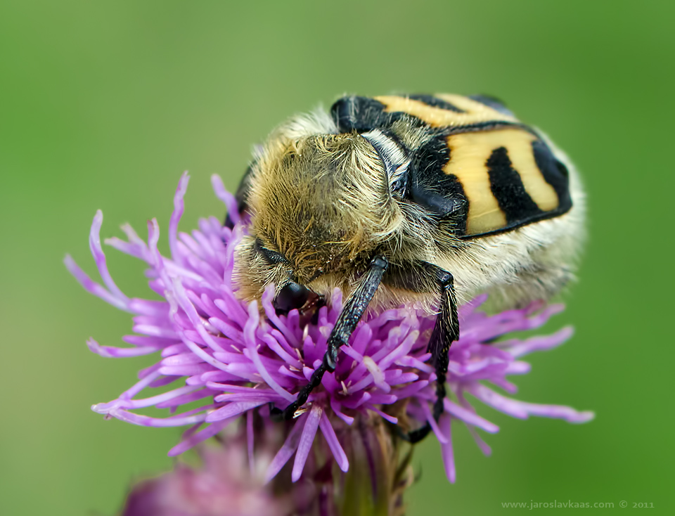 Zdobenec skvrnitý (Trichius fasciatus), Staňkov - Krchleby